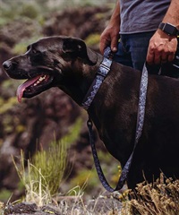WOLFGANG ウルフギャング 犬用 リード WolfMountain Leash Lサイズ 中型犬用 大型犬用 ウルフマウンテン リーシュ グレー系 WL-003-83(GY-L)