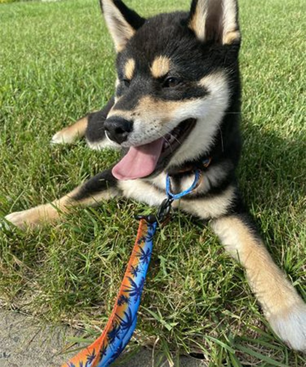 WOLFGANG ウルフギャング 犬用 リード SunsetPalms React Leash 中型犬用 大型犬用 サンセットパームス リアクトリーシュ ブルー×オレンジ WL-203-86