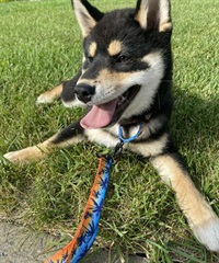 WOLFGANG ウルフギャング 犬用 首輪 SunsetPalms Martingale Lサイズ 中型犬用 大型犬用 サンセットパームス マーチンゲール ハーフチョーク WM-503-86(BL-L)