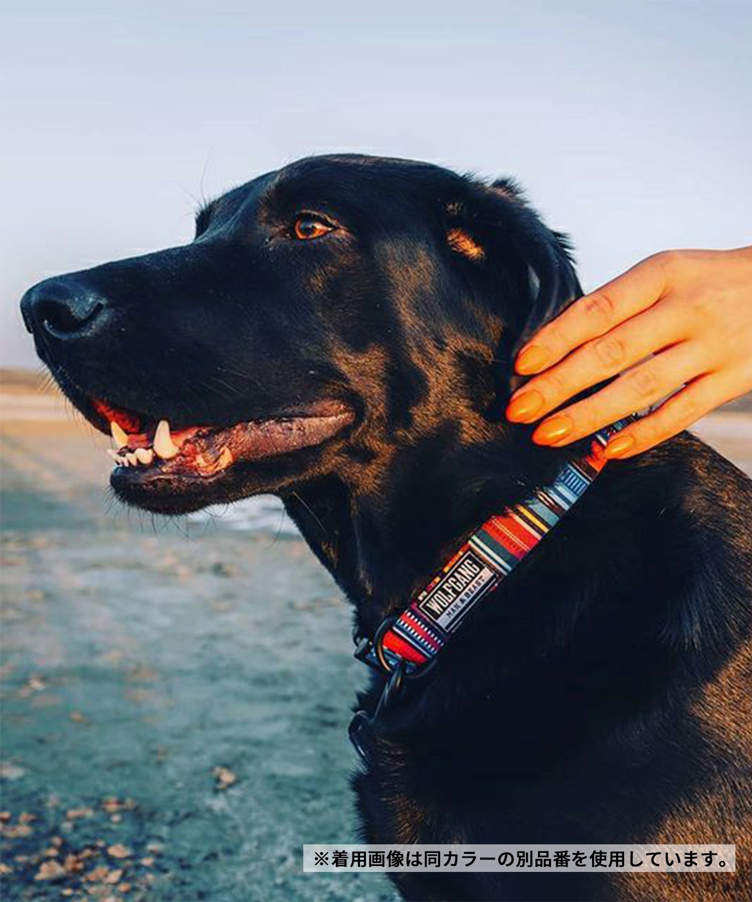 WOLFGANG ウルフギャング 犬用 首輪 Quetzal Martingale Lサイズ 中型犬用 大型犬用 ケツァール マーチンゲール ハーフチョーク マルチカラー WM-503-07(MULTI-L)
