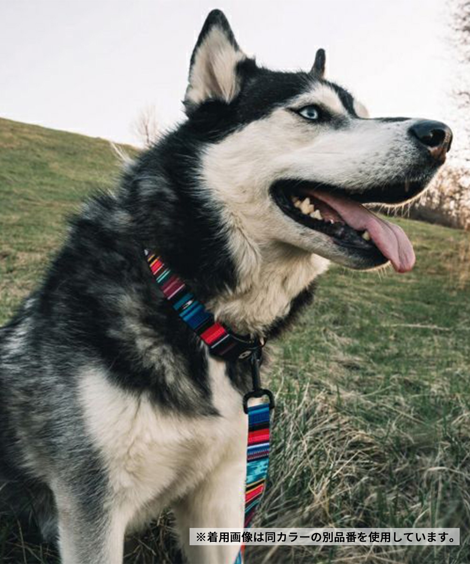 WOLFGANG ウルフギャング 犬用 首輪 Quetzal Martingale Lサイズ 中型犬用 大型犬用 ケツァール マーチンゲール ハーフチョーク マルチカラー WM-503-07(MULTI-L)