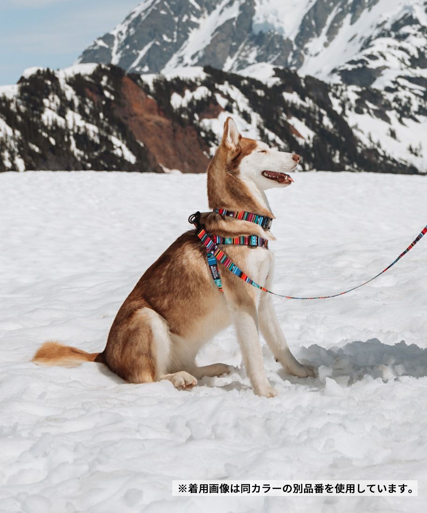 WOLFGANG ウルフギャング 犬用 首輪 Quetzal Martingale Lサイズ 中型犬用 大型犬用 ケツァール マーチンゲール ハーフチョーク マルチカラー WM-503-07(MULTI-L)