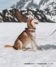 WOLFGANG ウルフギャング 犬用 首輪 Quetzal Martingale Lサイズ 中型犬用 大型犬用 ケツァール マーチンゲール ハーフチョーク マルチカラー WM-503-07(MULTI-L)