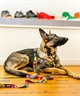 WOLFGANG ウルフギャング 犬用 ハーネス RetroFit HARNESS Mサイズ 小型犬用 中型犬用 胴輪 レトロフィット マルチカラー WH-002-78(MULTI-M)