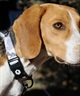 WOLFGANG ウルフギャング 犬用 首輪 HideOut Collar Lサイズ 中型犬用 大型犬用 ハイドアウト カラー 迷彩柄 グレー系 WC-003-74(CAMO-L)