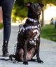 WOLFGANG ウルフギャング 犬用 首輪 HideOut Collar Lサイズ 中型犬用 大型犬用 ハイドアウト カラー 迷彩柄 グレー系 WC-003-74(CAMO-L)