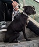 WOLFGANG ウルフギャング 犬用 首輪 HideOut Collar Lサイズ 中型犬用 大型犬用 ハイドアウト カラー 迷彩柄 グレー系 WC-003-74(CAMO-L)