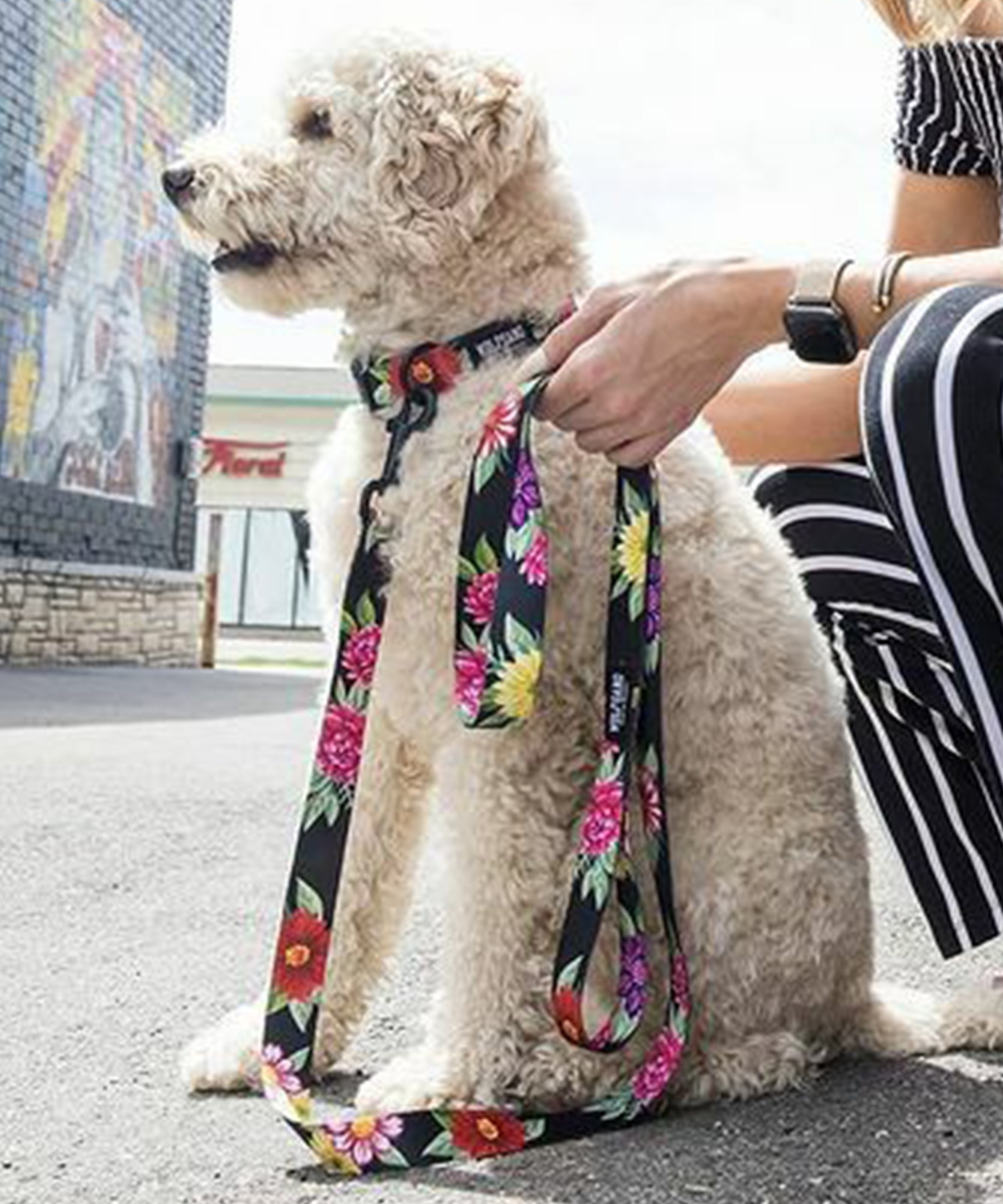 WOLFGANG ウルフギャング 犬用 首輪 DarkFloral COLLAR Lサイズ 中型犬用 大型犬用 ダークフローラル カラー 花柄 ブラック WC-003-00(BK-L)