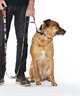 WOLFGANG ウルフギャング 犬用 首輪 DarkFloral COLLAR Lサイズ 中型犬用 大型犬用 ダークフローラル カラー 花柄 ブラック WC-003-00(BK-L)