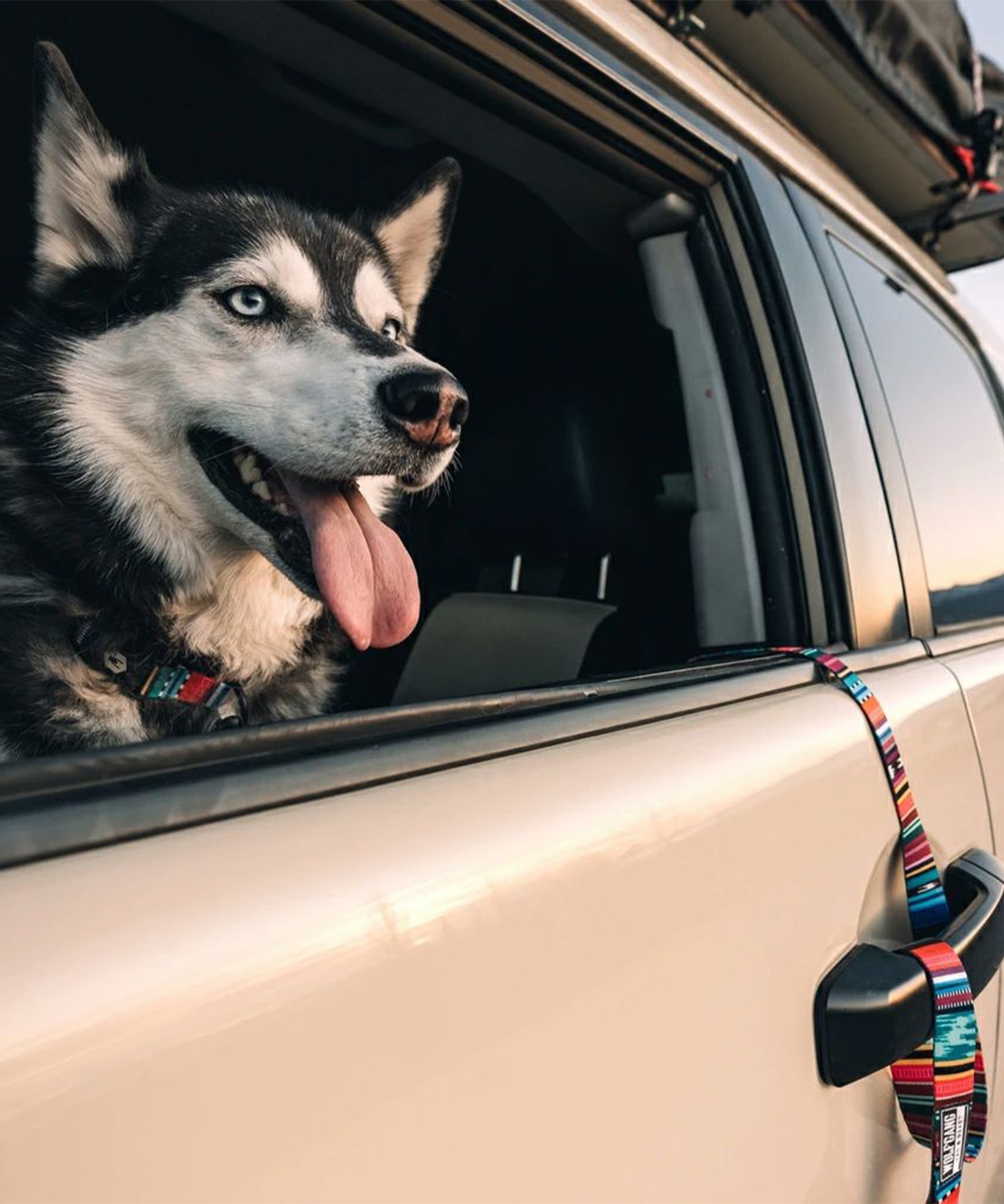 WOLFGANG ウルフギャング 犬用 リード Quetzal LEASH Sサイズ 小型犬用 ケツァール リーシュ マルチカラー WL-001-07(MULTI-S)