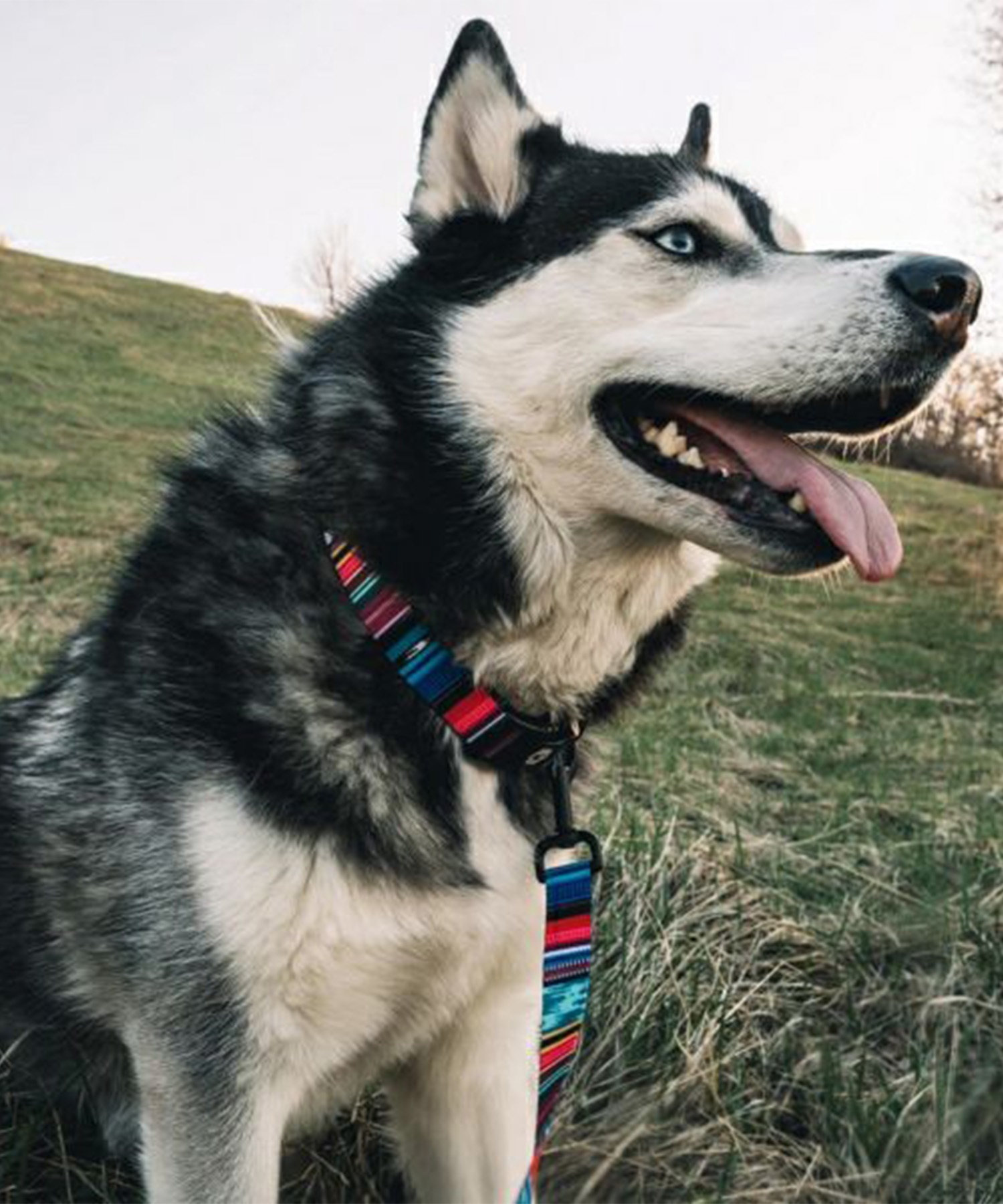 WOLFGANG ウルフギャング 犬用 リード Quetzal LEASH Mサイズ 中型犬用