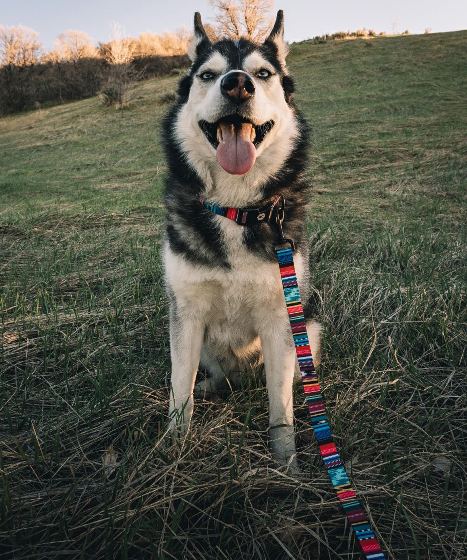 WOLFGANG ウルフギャング 犬用 首輪 Quetzal COLLAR Sサイズ 超小型犬用 小型犬用 ケツァール カラー マルチカラー WC-001-07(MULTI-S)