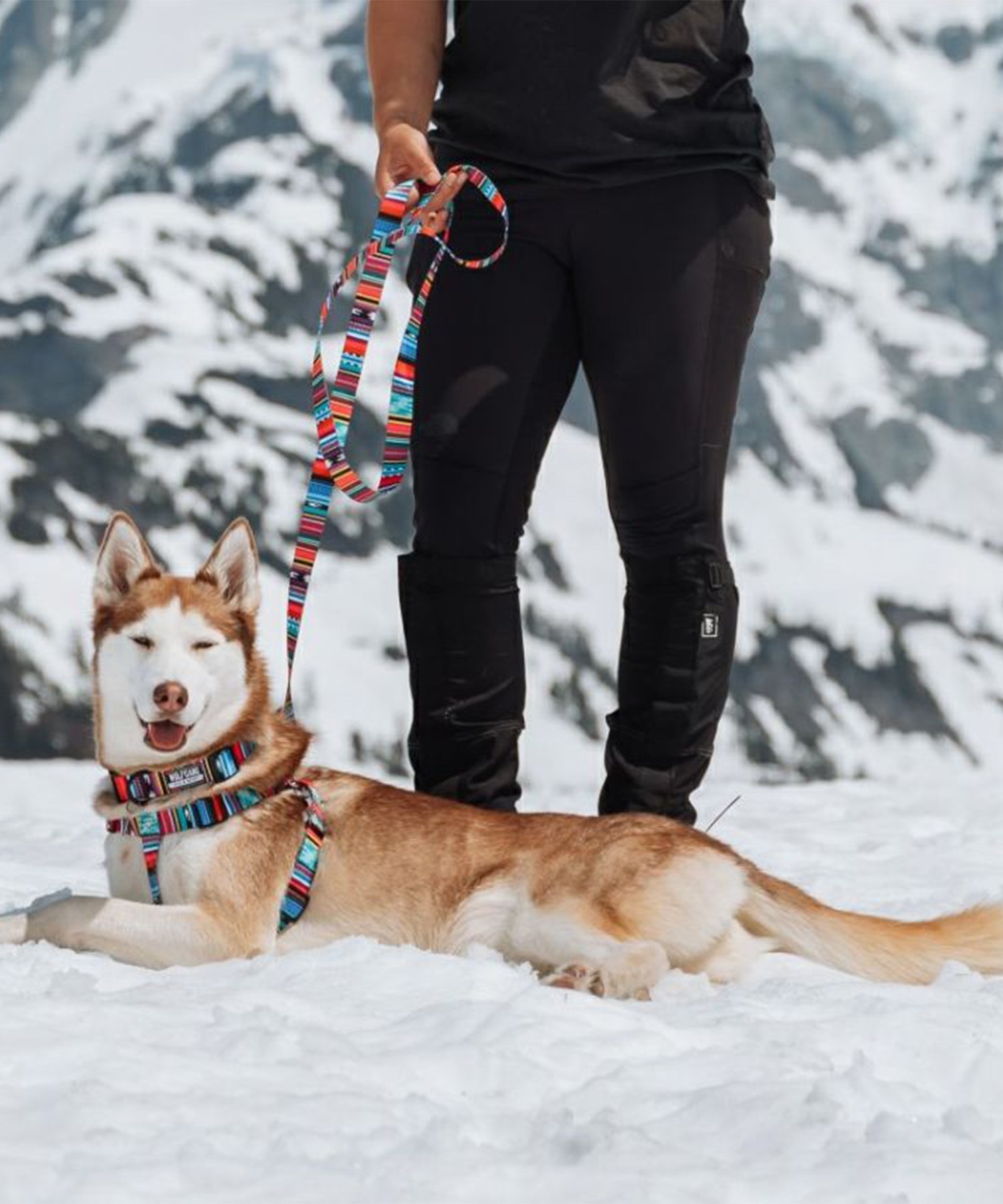 WOLFGANG ウルフギャング 犬用 首輪 Quetzal COLLAR Mサイズ