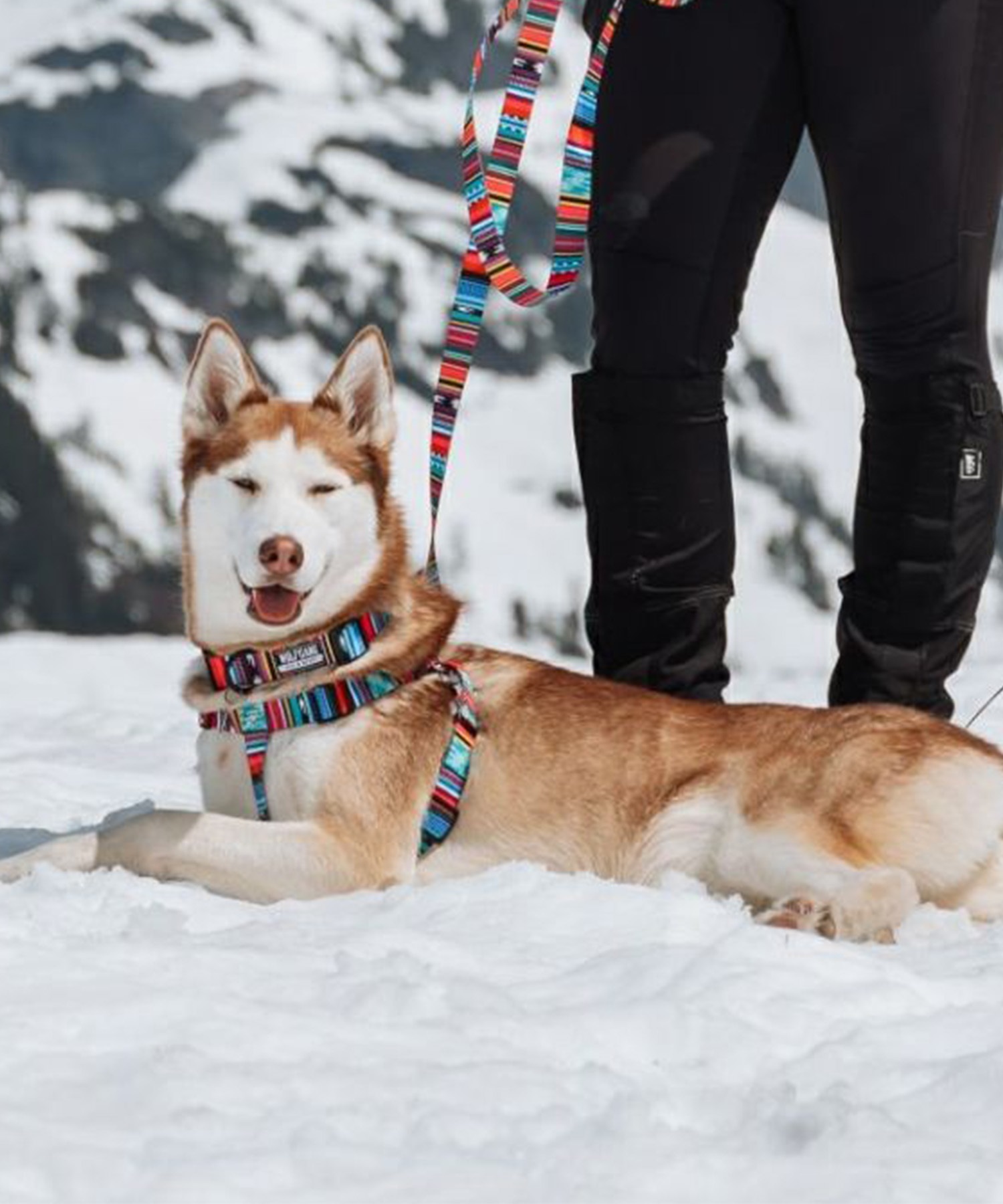 WOLFGANG ウルフギャング 犬用 ハーネス Quetzal HARNESS Mサイズ 小型犬用 中型犬用 胴輪 ケツァール マルチカラー WH-002-07(MULTI-M)