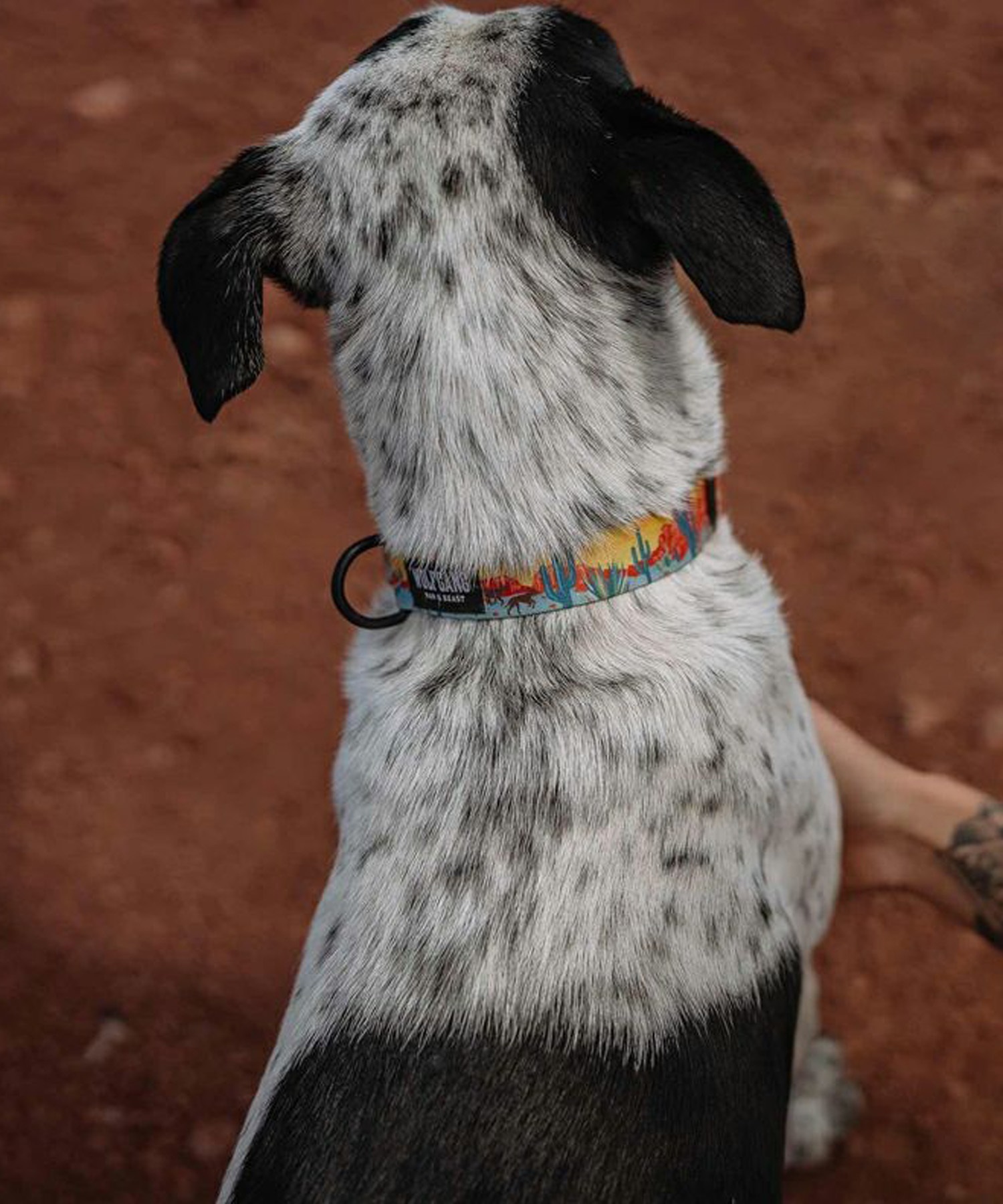 WOLFGANG/ウルフギャング 犬用 首輪 PackLeader Collar Lサイズ WC-003-84(YE-L)