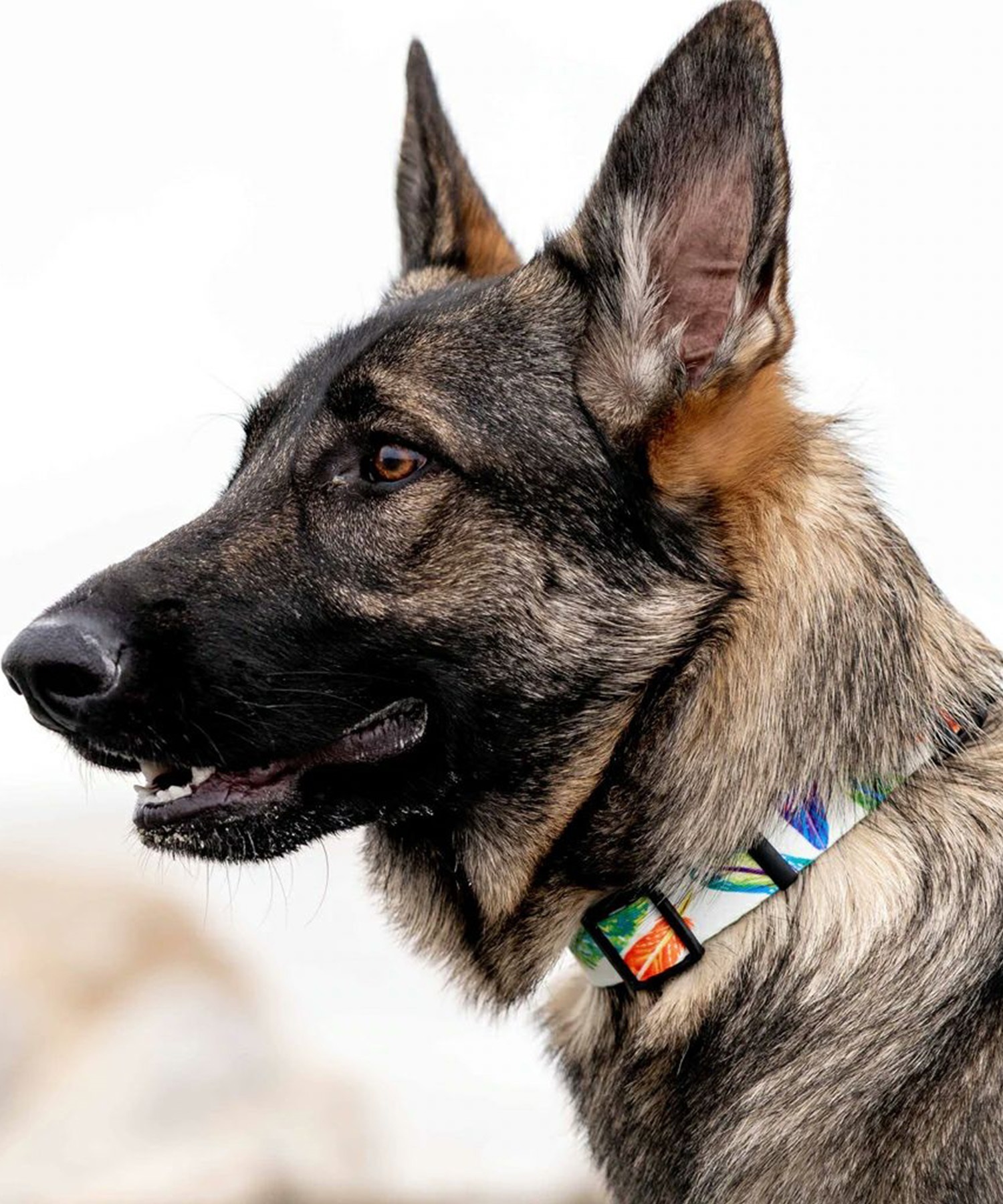WOLFGANG/ウルフギャング 犬用 首輪 FeatheredFriend Collar Lサイズ WC-003-85(WT-L)