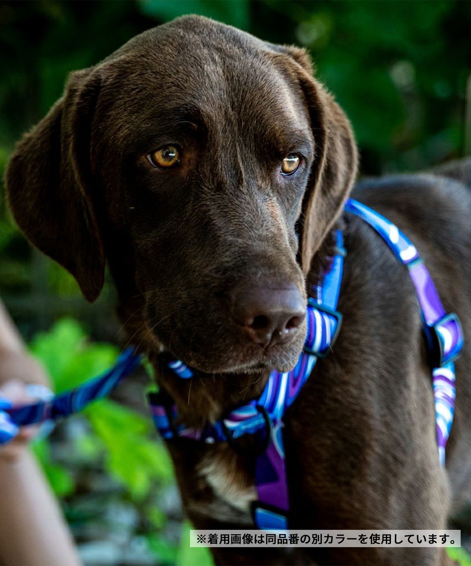 WOLFGANG ウルフギャング 犬用 ハーネス WolfMountain Harness Mサイズ 小型犬用 中型犬用 胴輪 ウルフマウンテン グレー系 WH-002-83(GY-M)