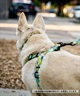 WOLFGANG ウルフギャング 犬用 ハーネス SunsetPalms Harness Mサイズ 小型犬用 中型犬用 胴輪 サンセットパームス ブルー×オレンジ WH-002-86(BL-M)