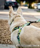 WOLFGANG ウルフギャング 犬用 ハーネス WolfMountain Harness Lサイズ 中型犬用 大型犬用 胴輪 ウルフマウンテン グレー系 WH-003-83(GY-L)