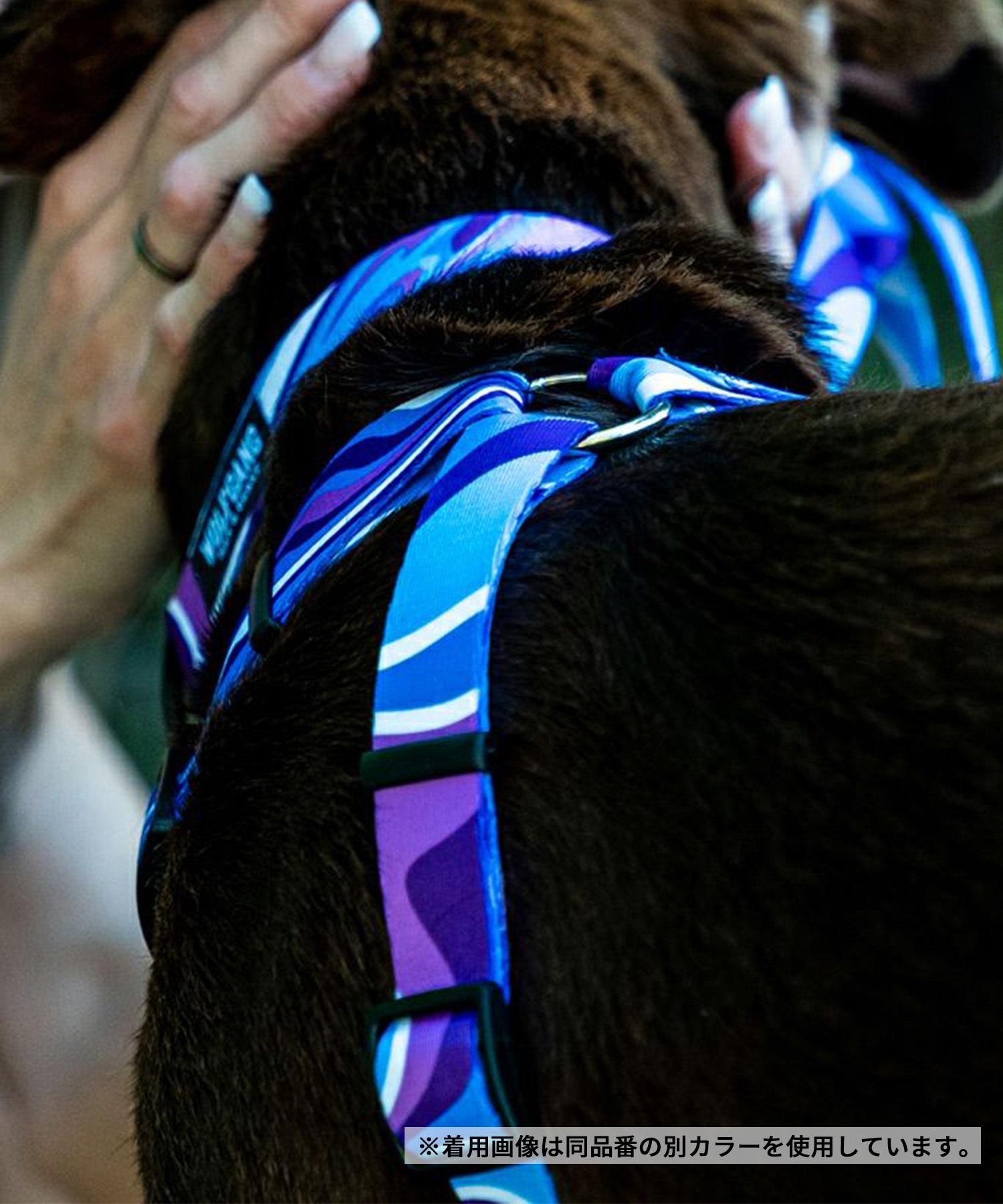 WOLFGANG ウルフギャング 犬用 ハーネス SunsetPalms Harness Lサイズ 中型犬用 大型犬用 胴輪 サンセットパームス ブルー×オレンジ WH-003-86(BL-L)