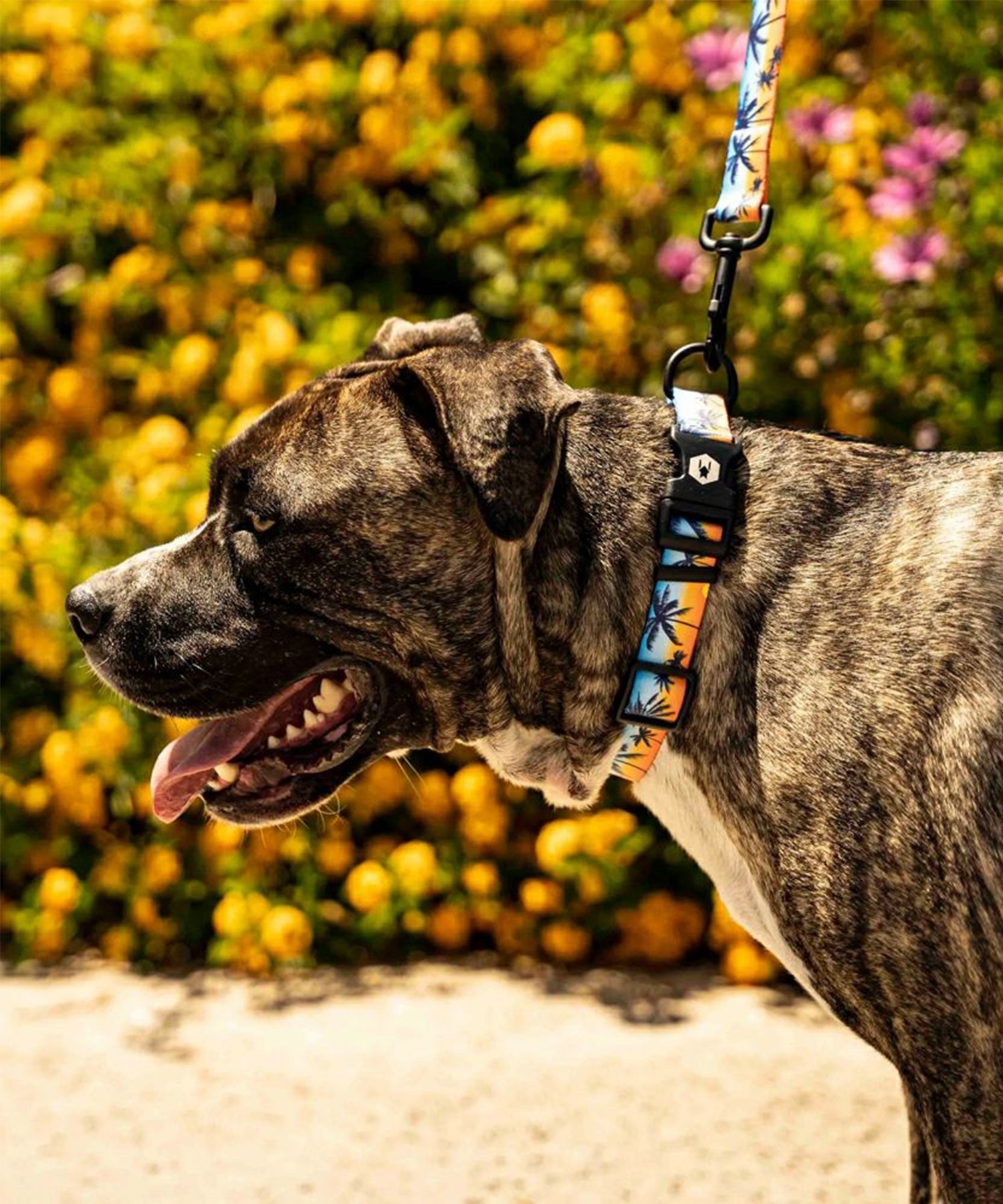 WOLFGANG ウルフギャング 犬用 リード SunsetPalms Leash Sサイズ 小型犬用 サンセットパームス リーシュ ブルー×オレンジ WL-001-86(BL-S)