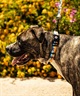 WOLFGANG ウルフギャング 犬用 リード SunsetPalms Leash Sサイズ 小型犬用 サンセットパームス リーシュ ブルー×オレンジ WL-001-86(BL-S)