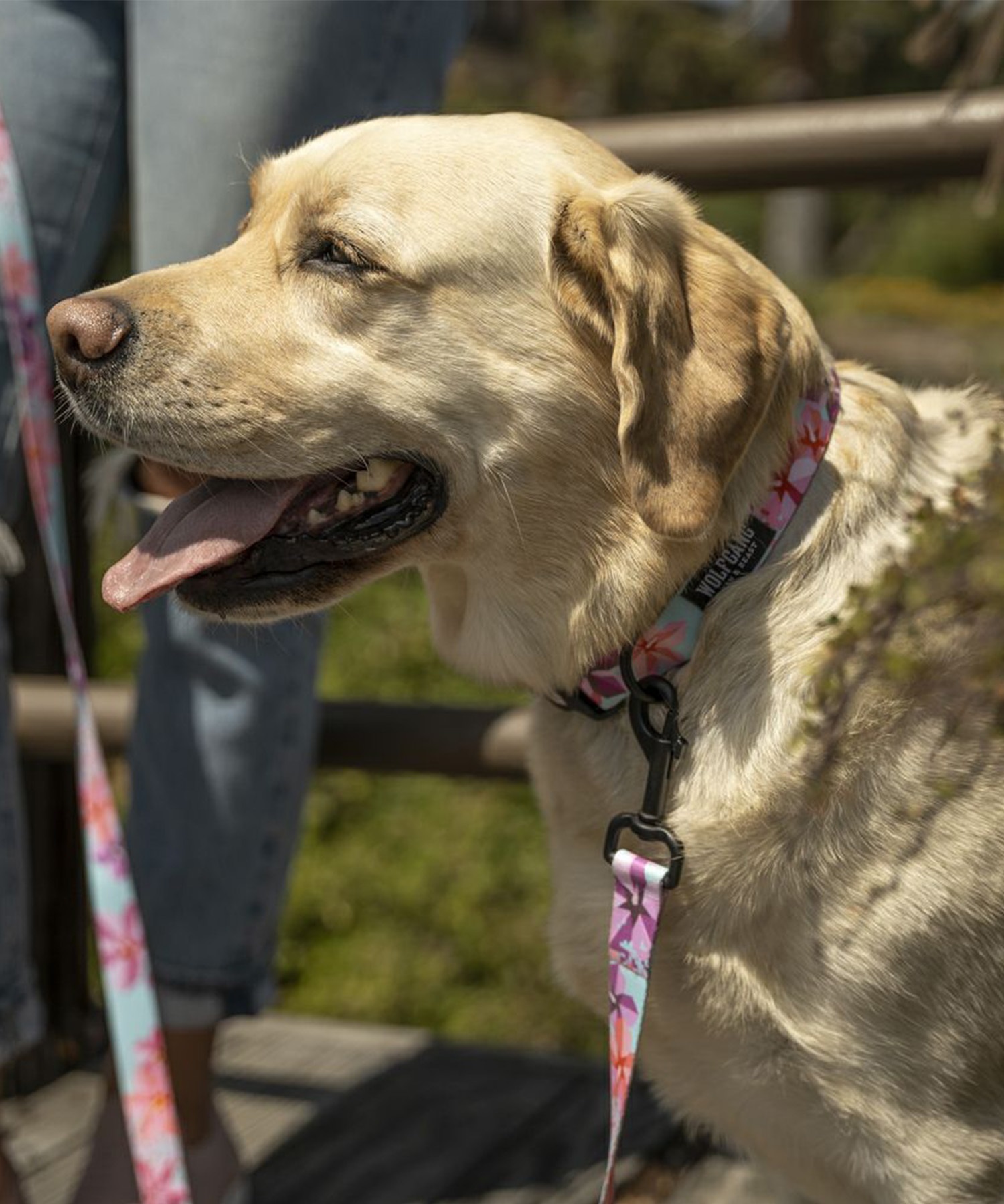 WOLFGANG ウルフギャング 犬用 首輪 DigiFloral Collar Sサイズ 超小型犬用 小型犬用 デジフローラル カラー ピンク系 WC-001-96(PK-S)