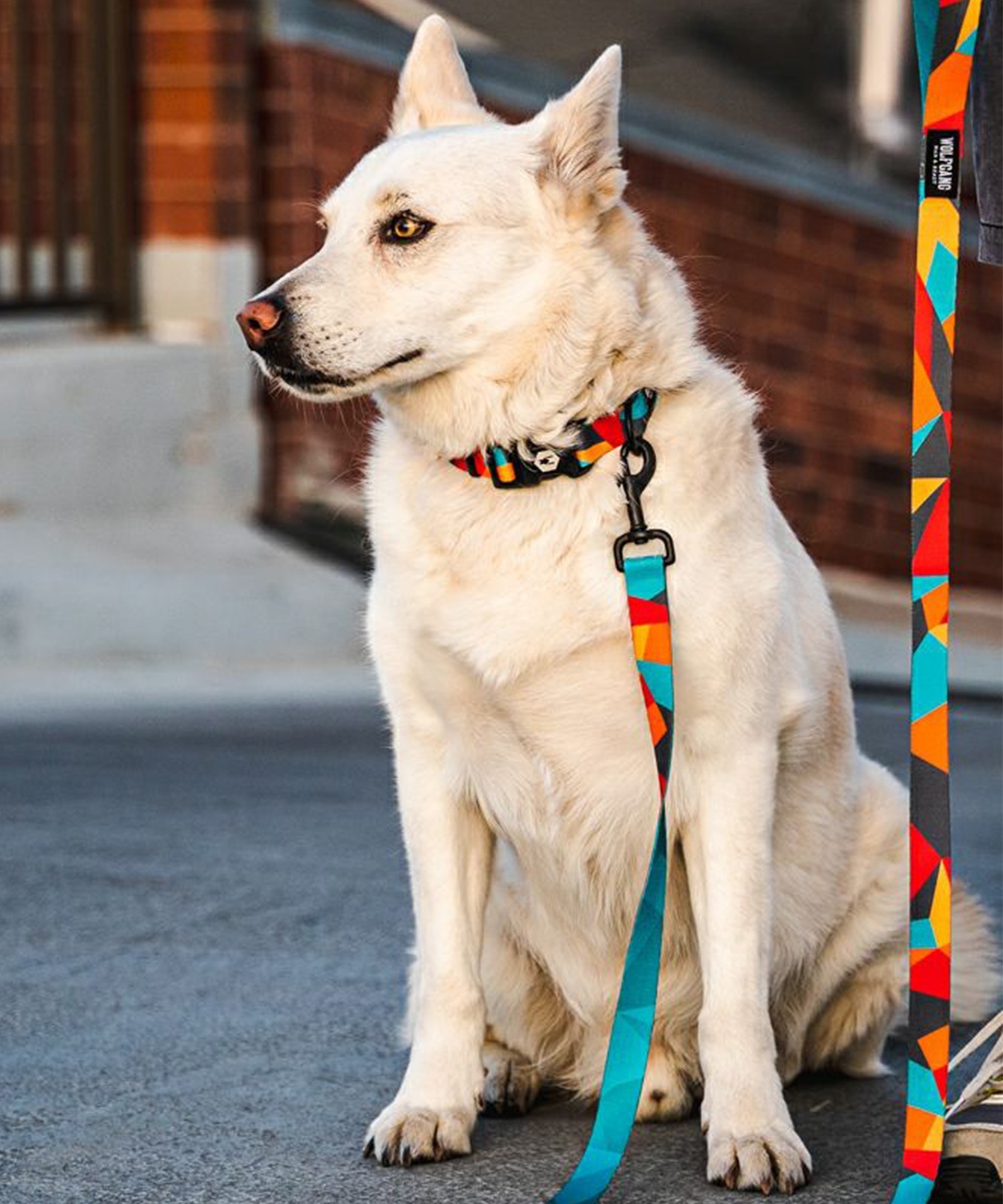 WOLFGANG ウルフギャング 犬用 首輪 ShatterShapes Collar Mサイズ 小型犬用 中型犬用 シャッターシェイプス カラー マルチカラー WC-002-105(MULTI-M)