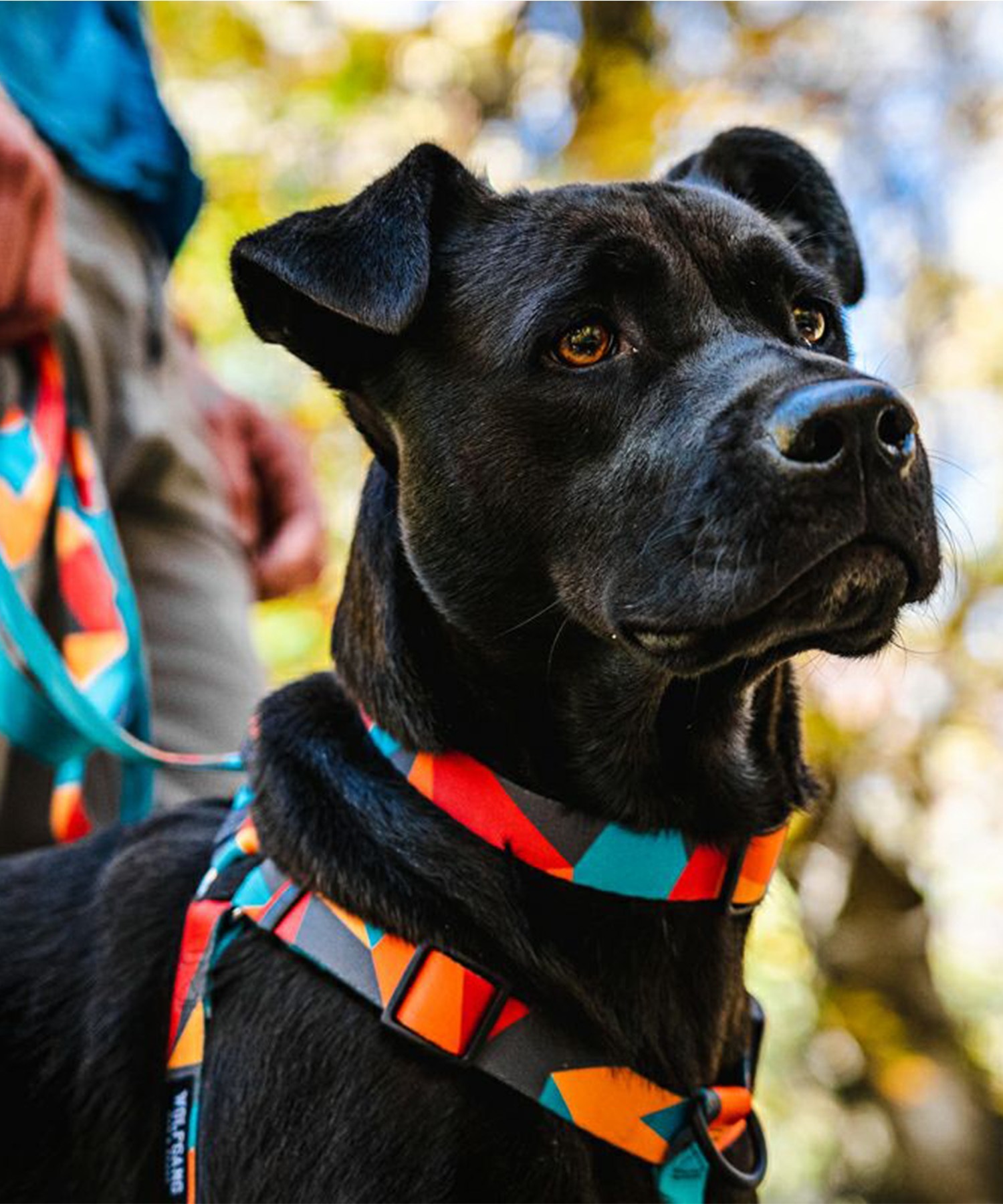 WOLFGANG ウルフギャング 犬用 ハーネス ShatterShapes Harness Mサイズ 小型犬用 中型犬用 胴輪 シャッターシェイプス マルチカラー WH-002-105(MULTI-M)