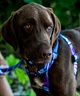 WOLFGANG ウルフギャング 犬用 ハーネス MarbleWave Harness Lサイズ 中型犬用 大型犬用 胴輪 マーブルウェイブ ブルー系 WH-003-102(PU-L)