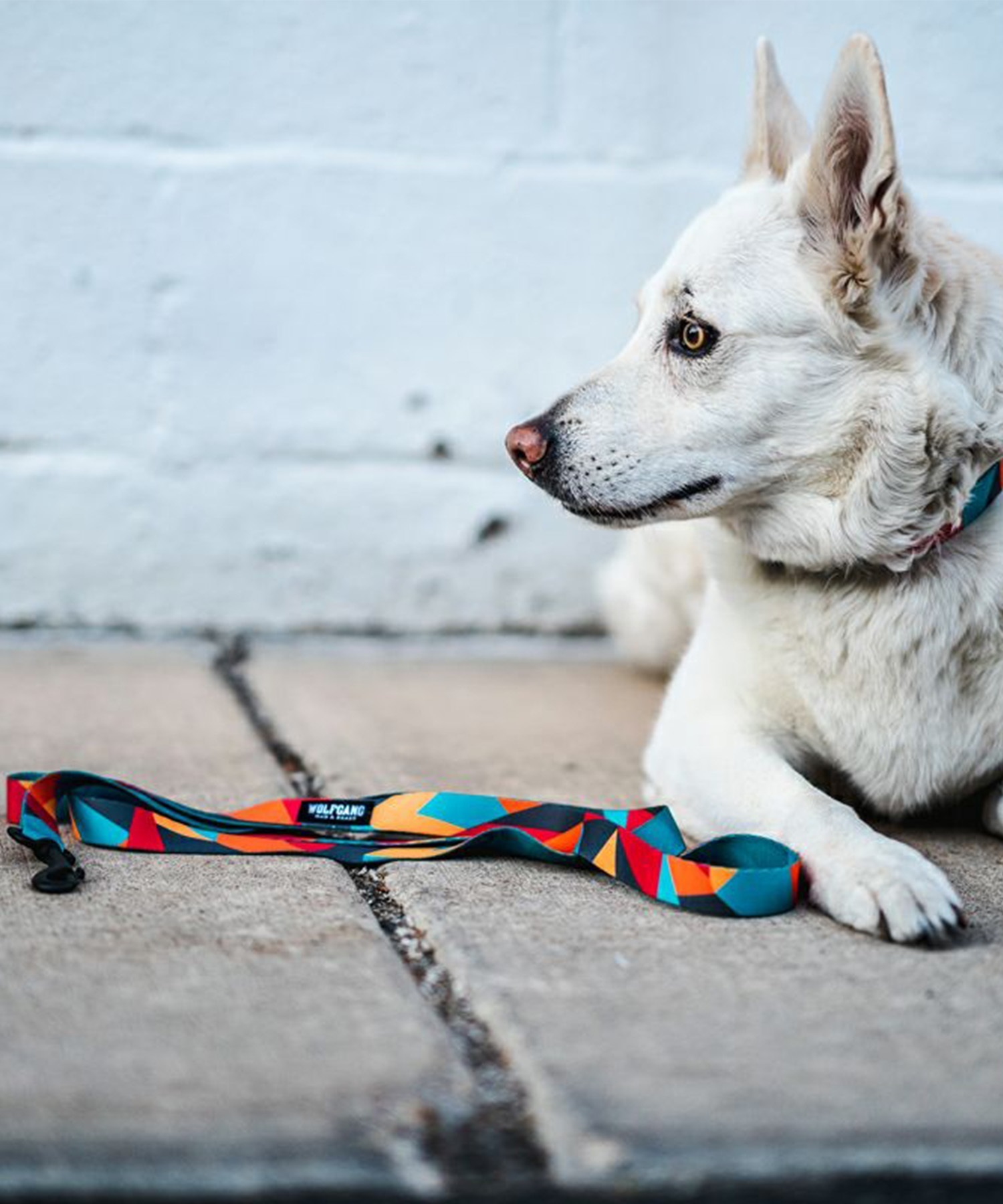 WOLFGANG ウルフギャング 犬用 リード ShatterShapes Leash Sサイズ 小型犬用 シャッターシェイプス リーシュ マルチカラー WL-001-105(MULTI-S)