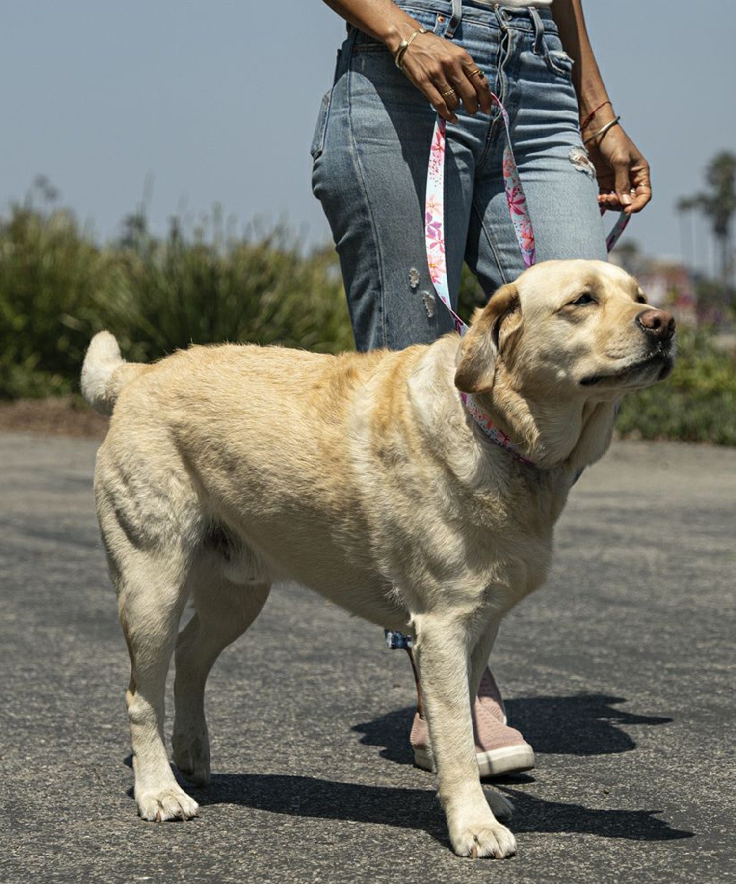 WOLFGANG ウルフギャング 犬用 リード DigiFloral Leash Sサイズ 小型