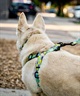 WOLFGANG ウルフギャング 犬用 ハーネス ModernCanvas Harness Sサイズ 超小型犬用 小型犬用 胴輪 モダンキャンバス グリーン系 WH-001-103(GR-S)