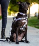 WOLFGANG ウルフギャング 犬用 ハーネス HideOut Harness Mサイズ 小型犬用 中型犬用 胴輪 ハイドアウト 迷彩柄 グレー系 WH-002-84(CAMO-M)