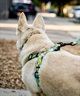 WOLFGANG ウルフギャング 犬用 ハーネス ModernCanvas Harness Lサイズ 中型犬用 大型犬用 胴輪 モダンキャンバス グリーン系 WH-003-103(GR-L)