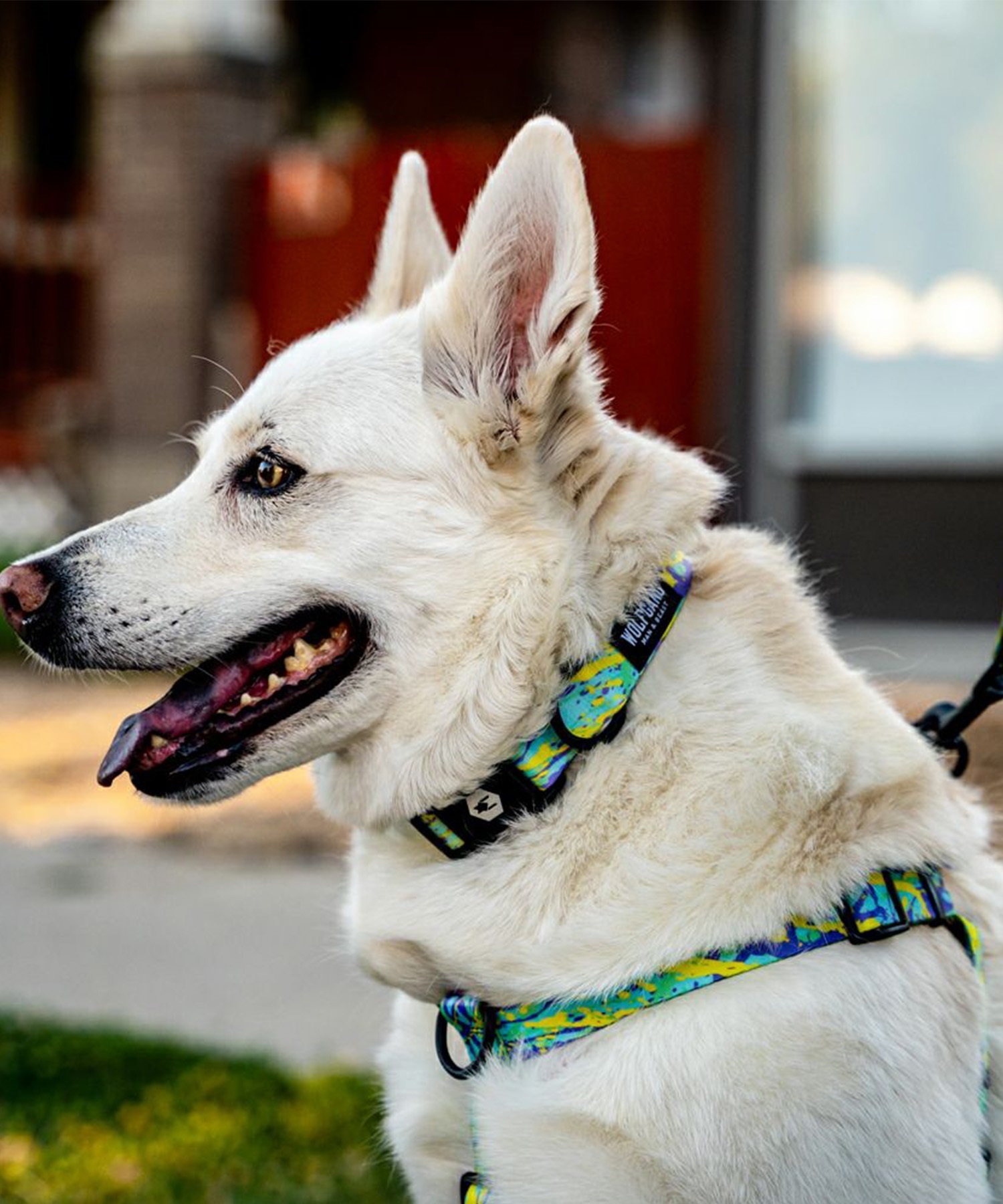 WOLFGANG ウルフギャング 犬用 ハーネス ModernCanvas Harness Lサイズ 中型犬用 大型犬用 胴輪 モダンキャンバス グリーン系 WH-003-103(GR-L)