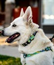 WOLFGANG ウルフギャング 犬用 ハーネス ModernCanvas Harness Lサイズ 中型犬用 大型犬用 胴輪 モダンキャンバス グリーン系 WH-003-103(GR-L)
