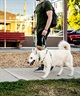 WOLFGANG ウルフギャング 犬用 ハーネス ModernCanvas Harness Lサイズ 中型犬用 大型犬用 胴輪 モダンキャンバス グリーン系 WH-003-103(GR-L)