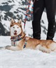 WOLFGANG ウルフギャング 犬用 ハーネス Quetzal HARNESS XLサイズ 大型犬用 胴輪 ケツァール マルチカラー WH-004-07(MULTI-XL)