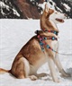 WOLFGANG ウルフギャング 犬用 ハーネス Quetzal HARNESS XLサイズ 大型犬用 胴輪 ケツァール マルチカラー WH-004-07(MULTI-XL)