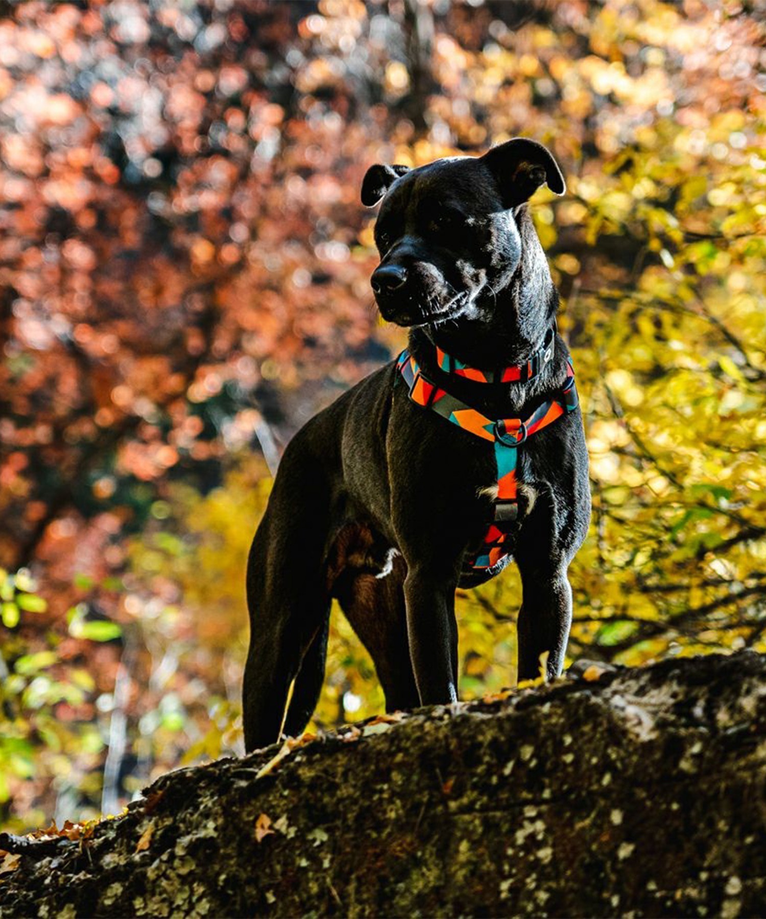 WOLFGANG ウルフギャング 犬用 ハーネス ShatterShapes Harness XLサイズ 大型犬用 胴輪 シャッターシェイプス マルチカラー WH-004-105(MULTI-XL)
