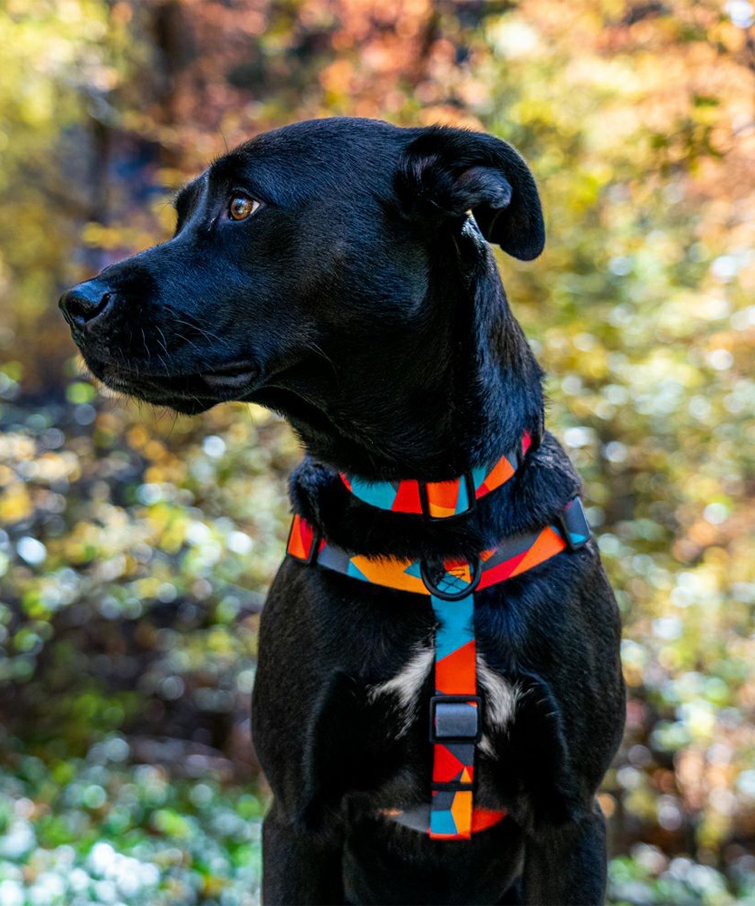 WOLFGANG ウルフギャング 犬用 ハーネス ShatterShapes Harness XLサイズ 大型犬用 胴輪 シャッターシェイプス マルチカラー WH-004-105(MULTI-XL)