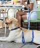 WOLFGANG ウルフギャング 犬用 リード MarbleWave Leash Lサイズ 中型犬用 大型犬用 マーブルウェイブ リーシュ ブルー系 WL-003-102(PU-L)