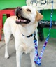 WOLFGANG ウルフギャング 犬用 リード MarbleWave Leash Lサイズ 中型犬用 大型犬用 マーブルウェイブ リーシュ ブルー系 WL-003-102(PU-L)