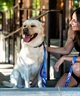 WOLFGANG ウルフギャング 犬用 リード MarbleWave Leash Lサイズ 中型犬用 大型犬用 マーブルウェイブ リーシュ ブルー系 WL-003-102(PU-L)