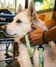 WOLFGANG ウルフギャング 犬用 リード ModernCanvas Leash Lサイズ 中型犬用 大型犬用 モダンキャンバス リーシュ グリーン系 WL-003-103(GR-L)