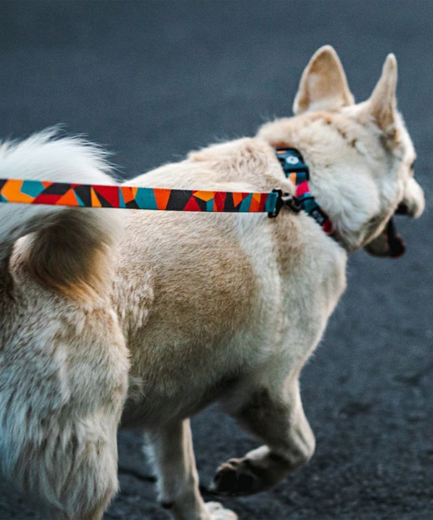 WOLFGANG ウルフギャング 犬用 リード ShatterShapes Leash Lサイズ 中型犬用 大型犬用 シャッターシェイプス リーシュ マルチカラー WL-003-105(MULTI-L)