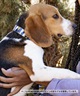 WOLFGANG ウルフギャング 犬用 首輪 GrandView MARTINGALE Lサイズ 中型犬用 大型犬用 グランドビュー マーチンゲール ハーフチョーク マルチカラー WM-503-02(MULTI-L)