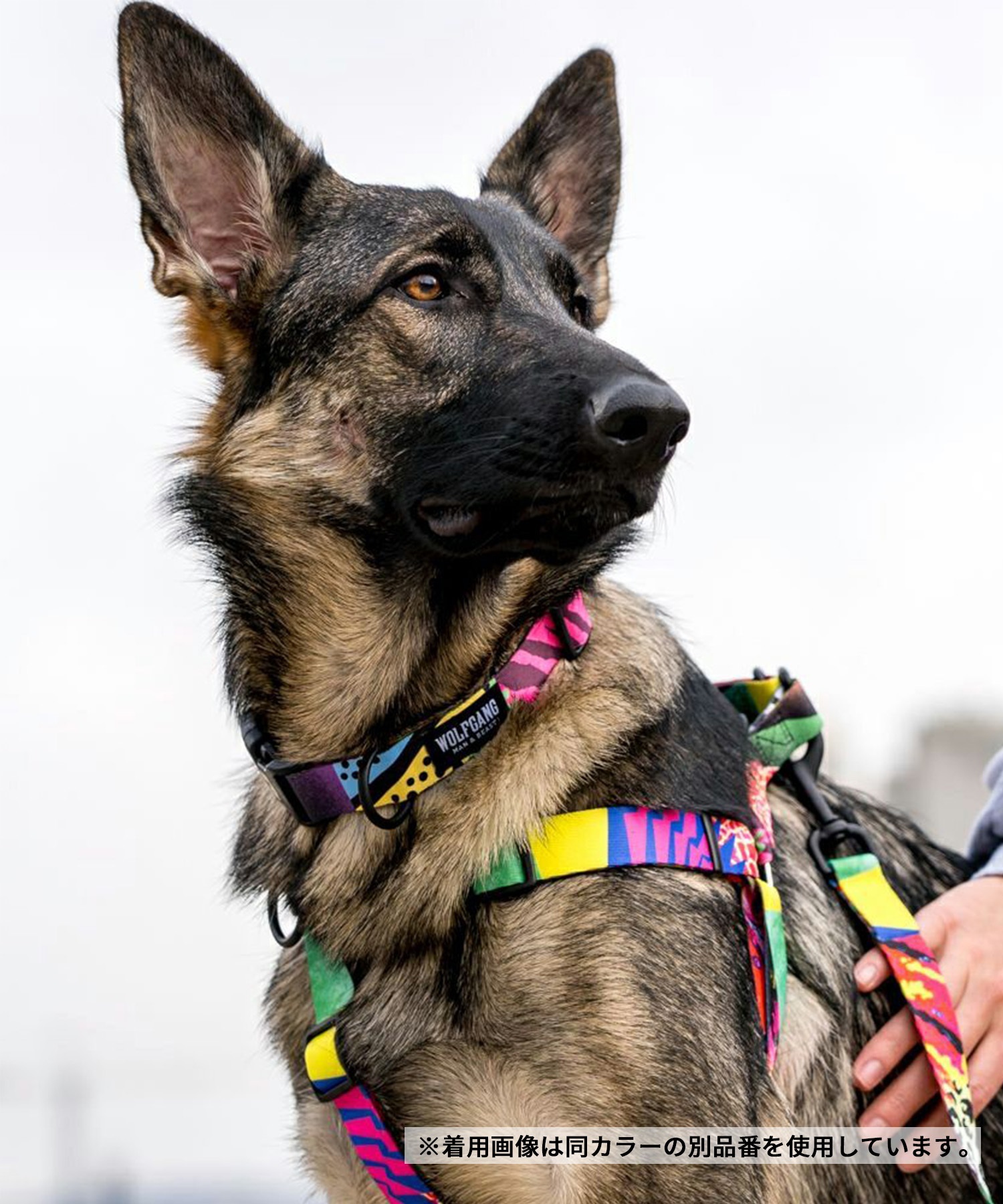 WOLFGANG ウルフギャング 犬用 首輪 RetroFit Martingale S