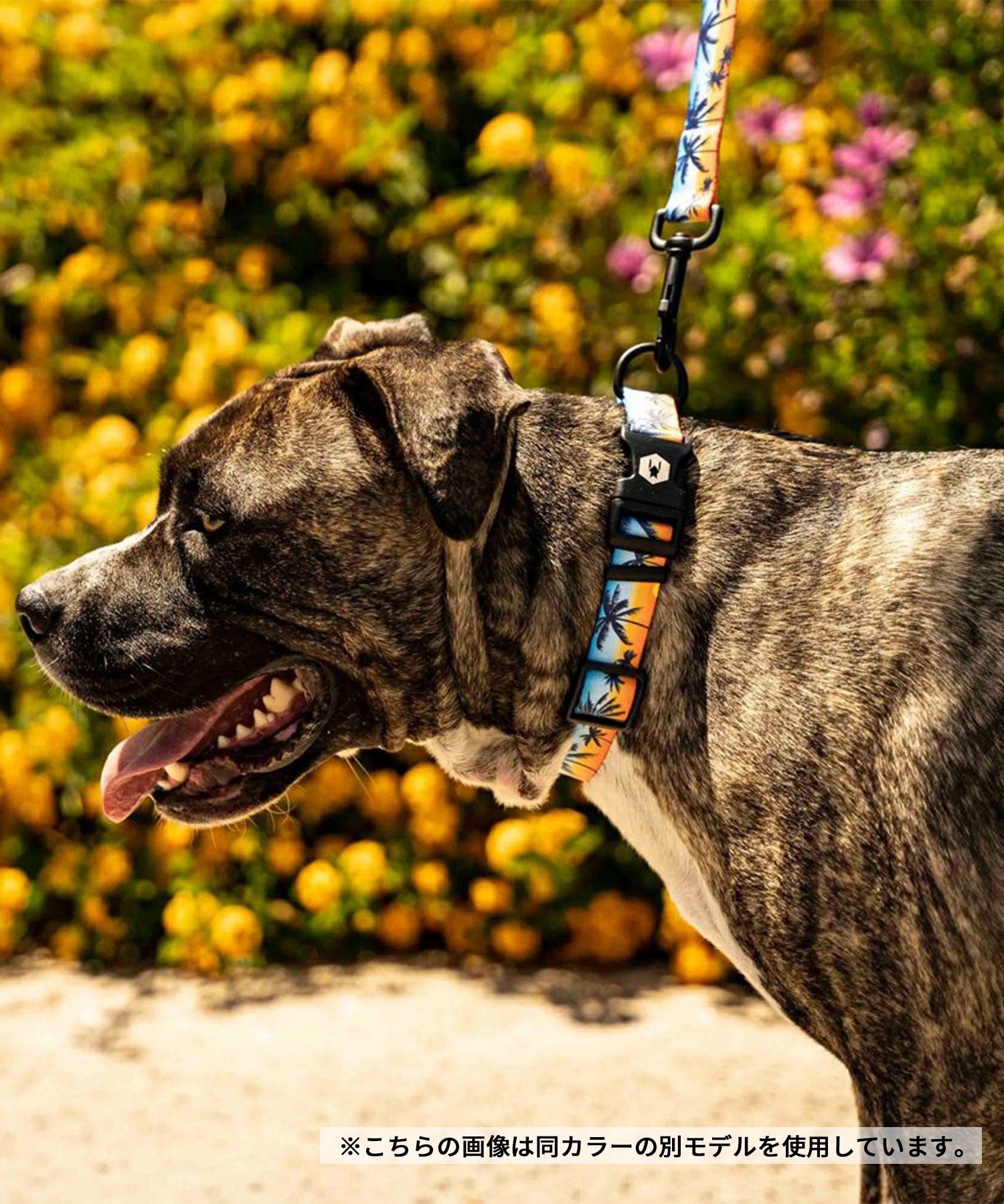 WOLFGANG ウルフギャング 犬用 首輪 SunsetPalms Martingale Lサイズ 中型犬用 大型犬用 サンセットパームス マーチンゲール ハーフチョーク WM-503-86(BL-L)